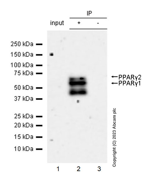Immunoprecipitation - Anti-PPAR gamma 2 + PPAR gamma antibody [EPR25862-79] - BSA and Azide free (AB310324), expandable thumbnail