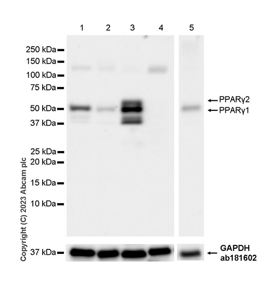 Western blot - Anti-PPAR gamma 2 + PPAR gamma antibody [EPR25862-79] - BSA and Azide free (AB310324), expandable thumbnail