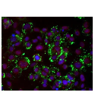 Immunocytochemistry - Anti-PPAR gamma antibody (AB209350)