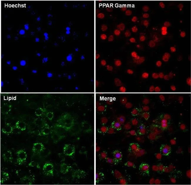 Immunocytochemistry - Anti-PPAR gamma antibody (AB209350)
