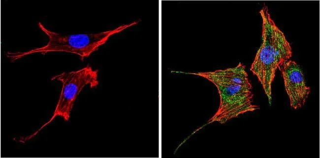 Immunocytochemistry - Anti-PPAR gamma antibody (AB209350)