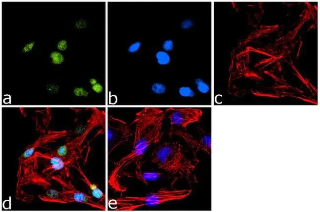 Immunocytochemistry - Anti-PPAR gamma antibody (AB209350)