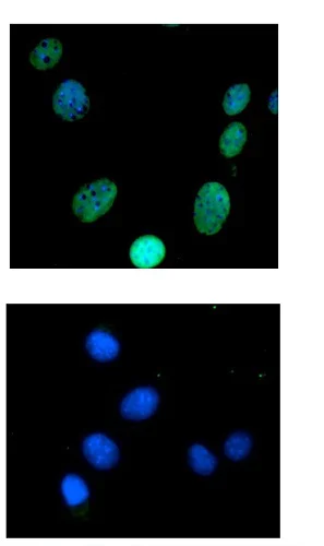 Immunocytochemistry - Anti-PPAR gamma antibody (AB209350)
