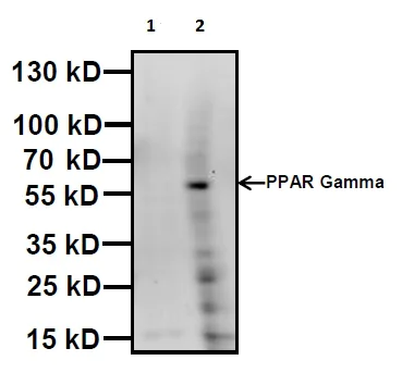Western blot - Anti-PPAR gamma antibody (AB209350)