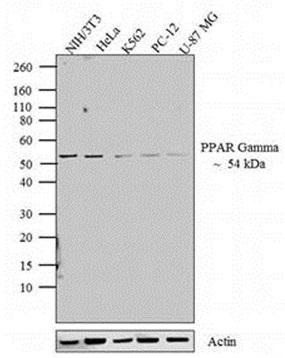 Western blot - Anti-PPAR gamma antibody (AB209350)