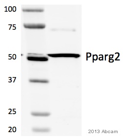 Western blot - Anti-PPAR gamma antibody (AB45036)