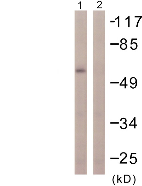 Anti-PPAR gamma antibody