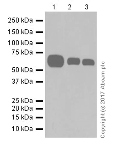 Western blot - Anti-PPAR gamma antibody [EPR18516] (AB178860)