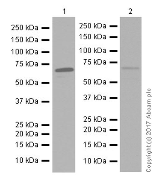 Western blot - Anti-PPAR gamma antibody [EPR18516] (AB178860)