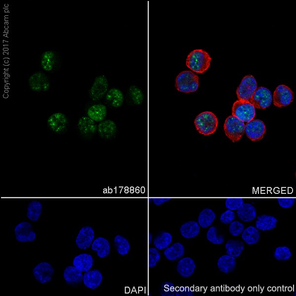 Immunocytochemistry/ Immunofluorescence - Anti-PPAR gamma antibody [EPR18516] - BSA and Azide free (AB238441), expandable thumbnail