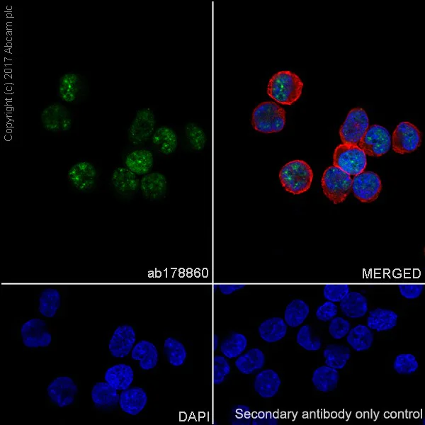 Immunocytochemistry/ Immunofluorescence - Anti-PPAR gamma antibody [EPR18516] - BSA and Azide free (AB238441)