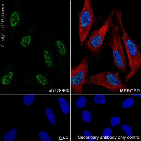 Immunocytochemistry/ Immunofluorescence - Anti-PPAR gamma antibody [EPR18516] - BSA and Azide free (AB238441), expandable thumbnail