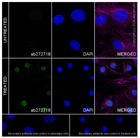 Anti-PPAR gamma antibody [EPR23297-111] (ab272718) | Abcam