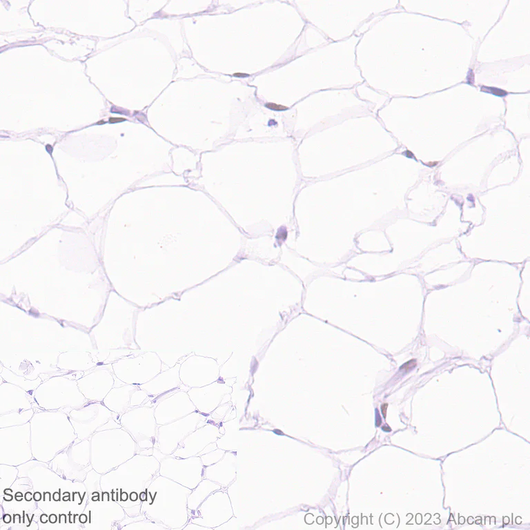 Immunohistochemistry (Formalin/PFA-fixed paraffin-embedded sections) - Anti-PPAR gamma antibody [EPR25862-79] (AB310323)