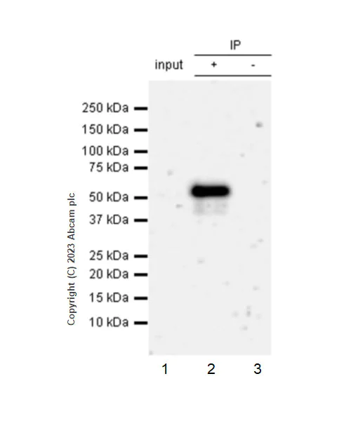 Immunoprecipitation - Anti-PPAR gamma antibody [EPR25862-79] (AB310323)