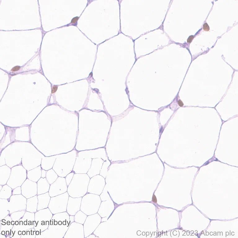Immunohistochemistry (Formalin/PFA-fixed paraffin-embedded sections) - Anti-PPAR gamma antibody [EPR25862-79] - BSA and Azide free (AB310324)