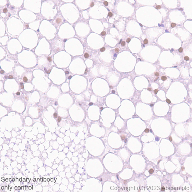 Immunohistochemistry (Formalin/PFA-fixed paraffin-embedded sections) - Anti-PPAR gamma antibody [EPR25862-79] - BSA and Azide free (AB310324)