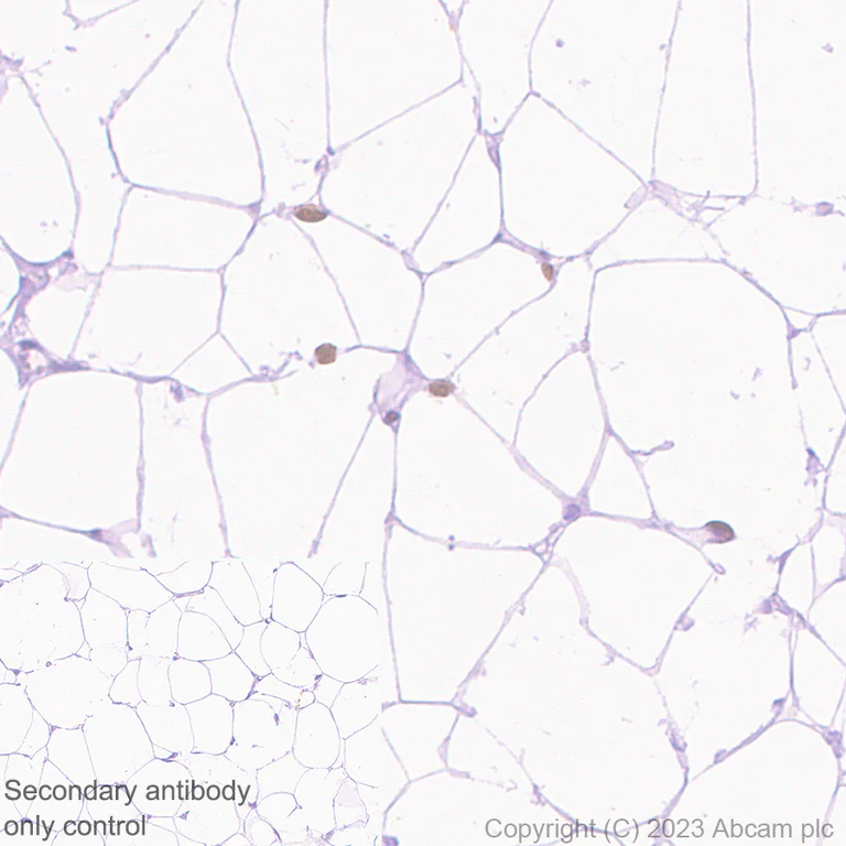 Immunohistochemistry (Formalin/PFA-fixed paraffin-embedded sections) - Anti-PPAR gamma antibody [EPR25862-79] - BSA and Azide free (AB310324)
