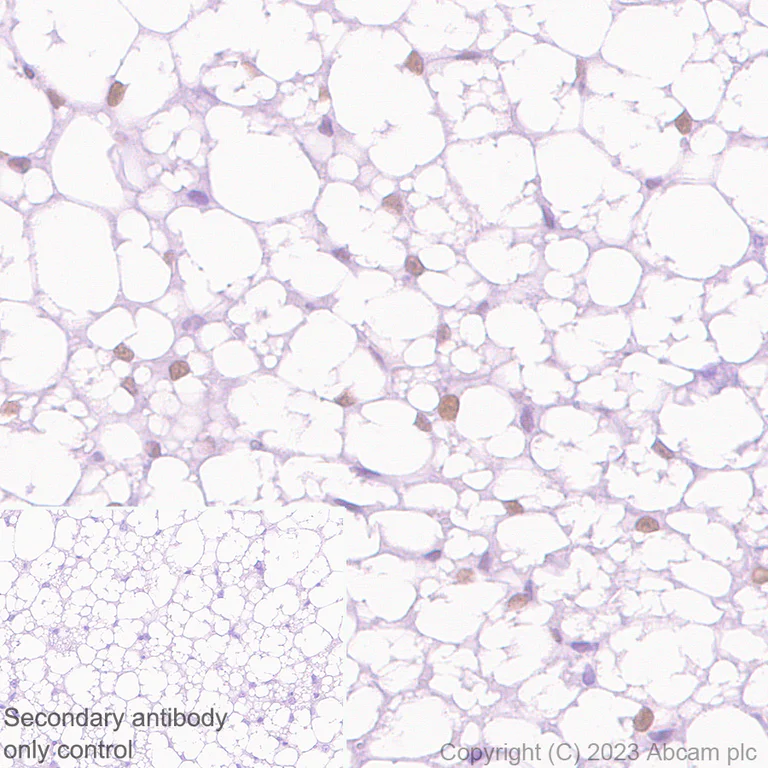 Immunohistochemistry (Formalin/PFA-fixed paraffin-embedded sections) - Anti-PPAR gamma antibody [EPR25862-79] - BSA and Azide free (AB310324)
