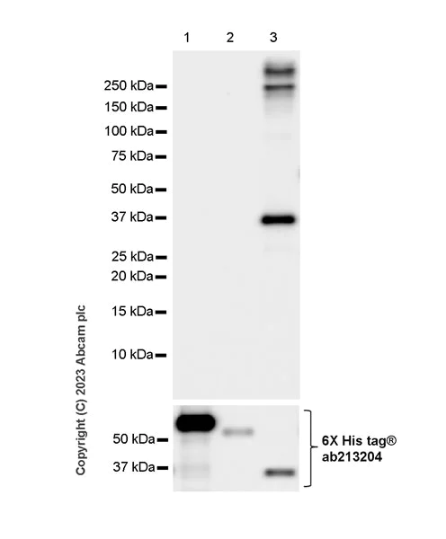 Western blot - Anti-PPAR gamma antibody [EPR25862-79] - BSA and Azide free (AB310324)