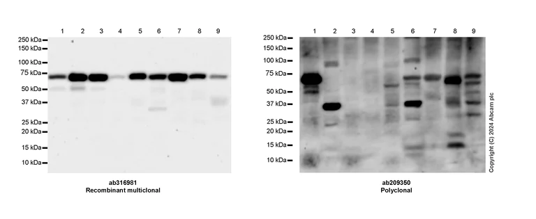 Western blot - Anti-PPAR gamma antibody [RM1091] (AB316981)