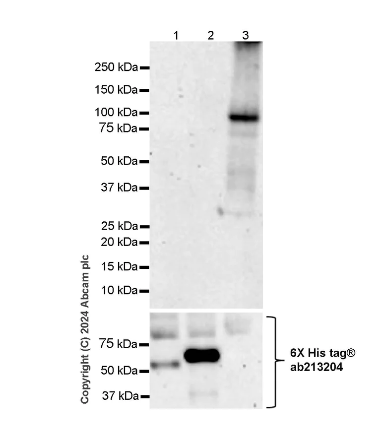 Western blot - Anti-PPAR gamma antibody [RM1091] (AB316981)