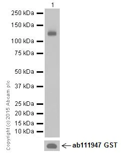 Western blot - Anti-PPCEL/PREPL antibody [EPR17751] (AB202064)