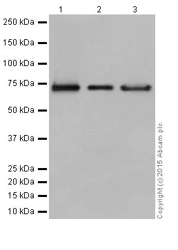 Western blot - Anti-PPCEL/PREPL antibody [EPR17751] - BSA and Azide free (AB251361)