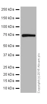 Western blot - Anti-PPCEL/PREPL antibody [EPR17751] - BSA and Azide free (AB251361)