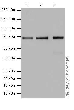 Western blot - Anti-PPCEL/PREPL antibody [EPR17751] - BSA and Azide free (AB251361)