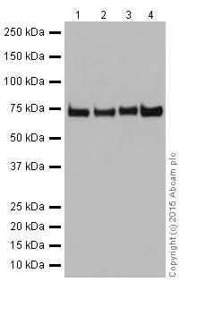 Western blot - Anti-PPCEL/PREPL antibody [EPR17751] - BSA and Azide free (AB251361)