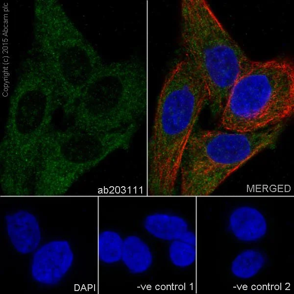 Immunocytochemistry/ Immunofluorescence - Anti-PPCEL/PREPL antibody [EPR17752] (AB203111)