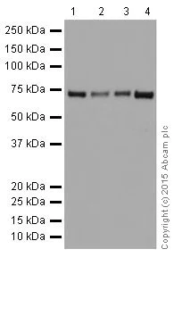 Western blot - Anti-PPCEL/PREPL antibody [EPR17752] (AB203111)
