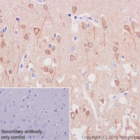 Immunohistochemistry (Formalin/PFA-fixed paraffin-embedded sections) - Anti-PPCEL/PREPL antibody [EPR17752] - BSA and Azide free (AB251393)