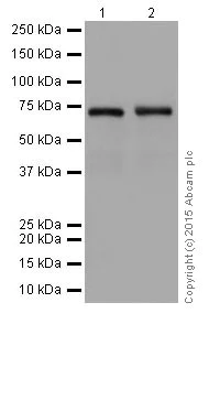 Western blot - Anti-PPCEL/PREPL antibody [EPR17752] - BSA and Azide free (AB251393)