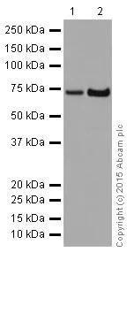 Western blot - Anti-PPCEL/PREPL antibody [EPR17752] - BSA and Azide free (AB251393)