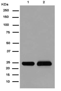 Western blot - Anti-PPIC antibody [EPR15355] - BSA and Azide free (AB250754)