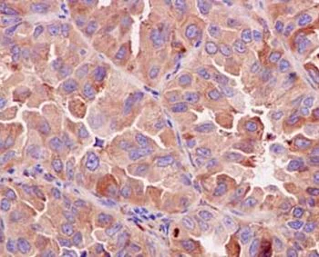 Immunohistochemistry (Formalin/PFA-fixed paraffin-embedded sections) - Anti-PPIC antibody [EPR15355] - C-terminal (AB184552)
