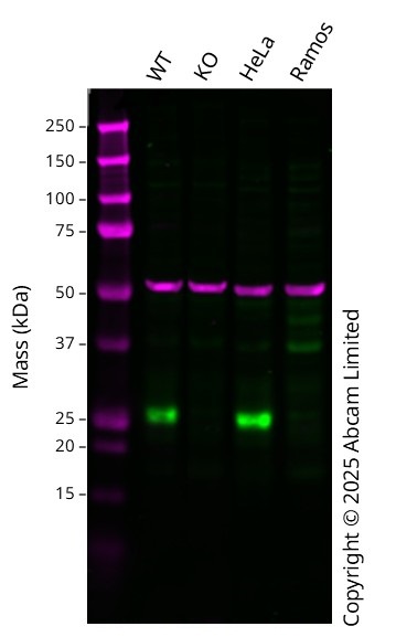 Western blot - Anti-PPIC antibody [EPR15355] - C-terminal (AB184552), expandable thumbnail