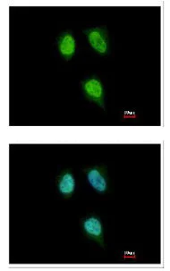 Immunocytochemistry/ Immunofluorescence - Anti-PPIH antibody (AB151246)