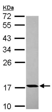 Western blot - Anti-PPIH antibody (AB151246)