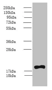 Western blot - Anti-PPIH antibody (AB235595)