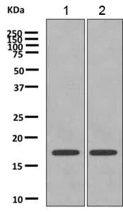 Western blot - Anti-PPIL1 antibody [EPR10251] (AB154188)