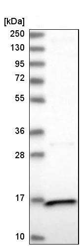 Western blot - Anti-PPIL3 antibody (AB251870)