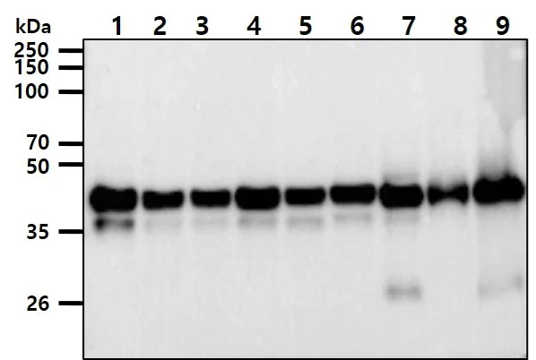 Western blot - Anti-PPM1A antibody [p6c7] (AB14824)