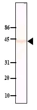 Western blot - Anti-PPM1A antibody [p6c7] (AB14824)