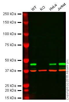 Western blot - Anti-PPM1A antibody [p6c7] (AB14824)