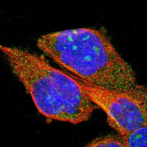 Immunocytochemistry/ Immunofluorescence - Anti-PPM1B antibody (AB244353)