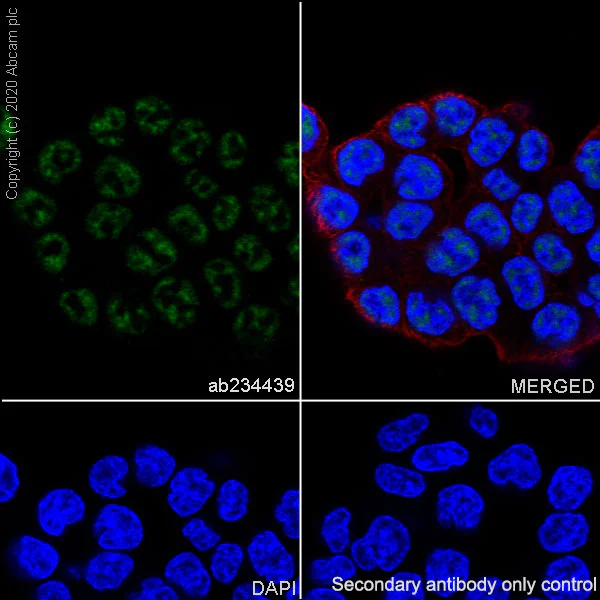 Immunocytochemistry/ Immunofluorescence - Anti-PPM1D/WIP1 antibody [EPR22960-39] (AB234439)