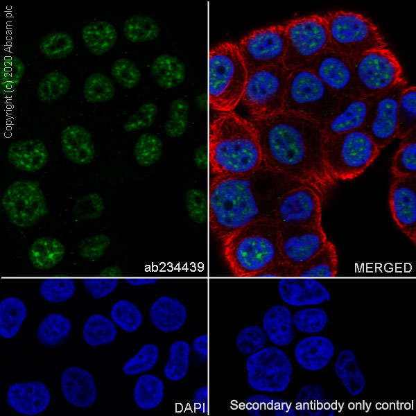 Immunocytochemistry/ Immunofluorescence - Anti-PPM1D/WIP1 antibody [EPR22960-39] (AB234439), expandable thumbnail